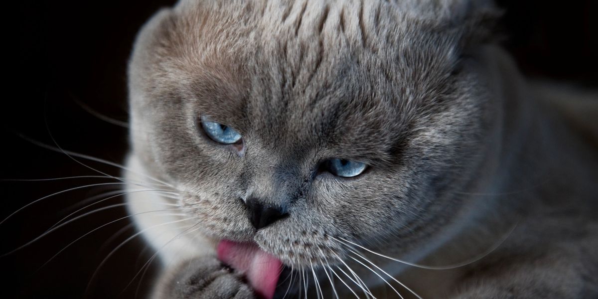 cat licking
