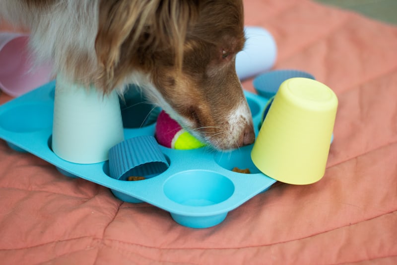 dog using enrichment mat to find food