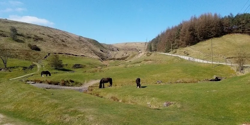 horses in field