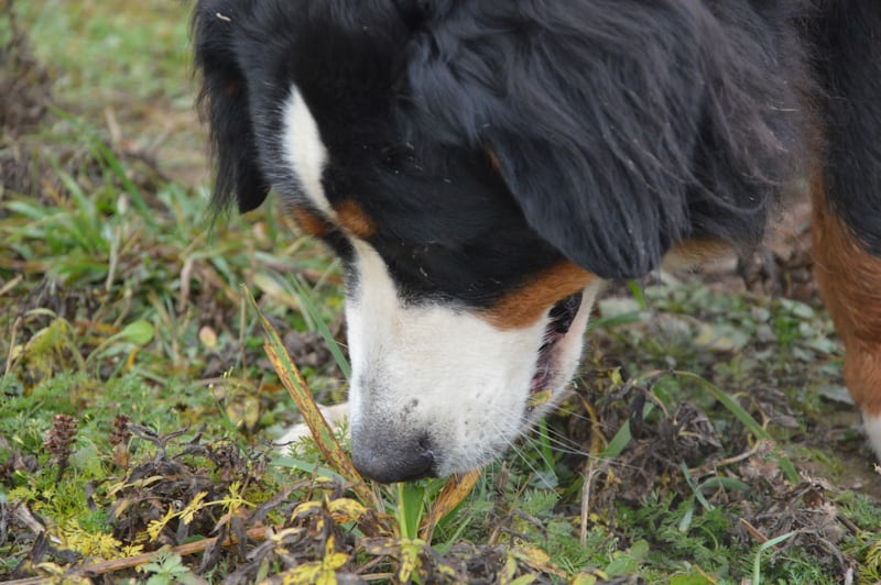 dog sniffing scent on plant