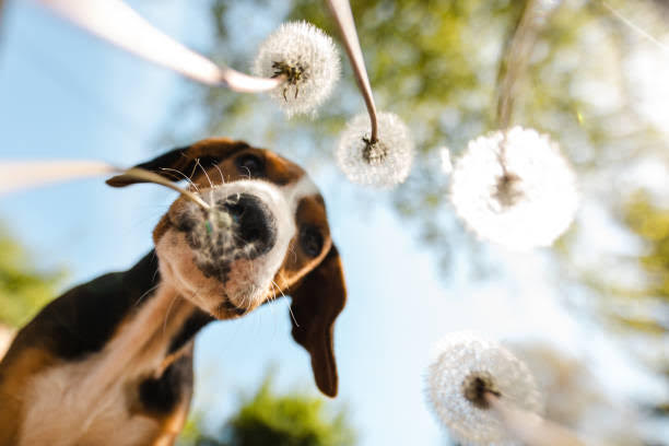 dog staring down into camera