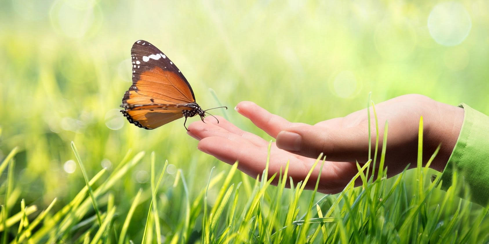 butterfly on a wild flower